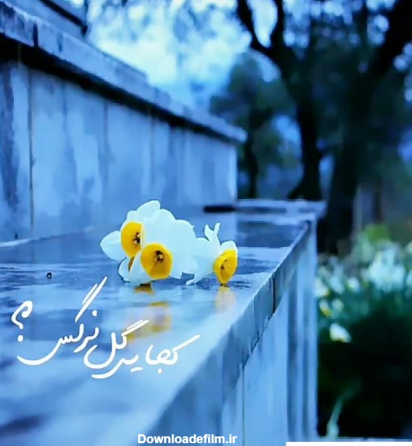 لیلا بچاری عجمی